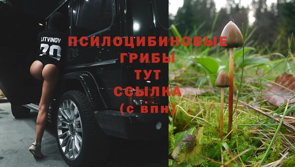 крисы Алзамай